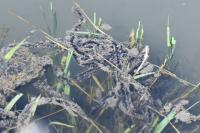 Bufo bufo