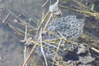 Rana dalmatina