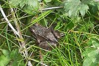 Pelophylax kl. esculentus