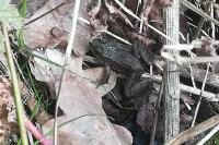 Pelophylax kl. esculentus