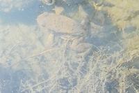 Bufo bufo