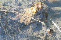 Bufo bufo