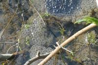Rana temporaria