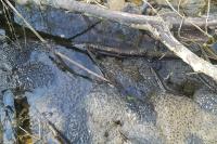 Rana temporaria