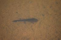 Salamandra salamandra