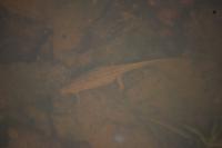 Lissotriton helveticus
