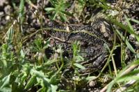Pelophylax