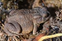 Bufo bufo