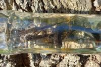 Triturus cristatus