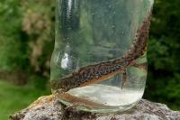 Ichthyosaura alpestris