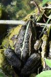 Pelophylax kl. esculentus
