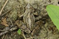 Rana dalmatina