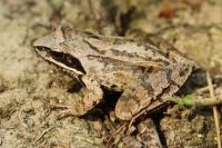 Rana dalmatina