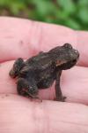 Bufo