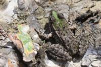 Pelophylax kl. esculentus