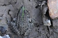 Pelophylax kl. esculentus