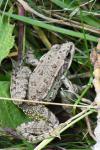 Pelophylax kl. esculentus