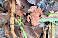 Bufo bufo