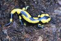 Salamandra salamandra