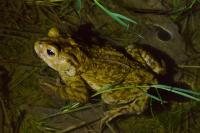 Bufo bufo
