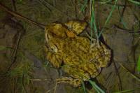 Bufo bufo
