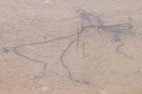 Epidalea calamita