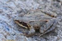 Rana temporaria