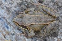 Rana temporaria