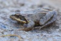 Rana temporaria