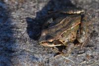 Rana temporaria