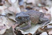 Bufo bufo