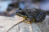 Rana temporaria