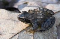 Rana temporaria