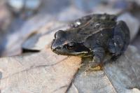 Rana temporaria