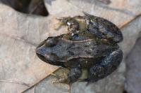 Rana temporaria