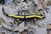 Salamandra salamandra