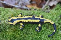 Salamandra salamandra
