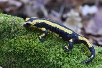 Salamandra salamandra