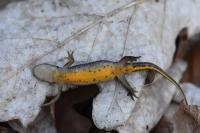 Lissotriton helveticus