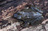 Rana temporaria
