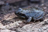 Rana temporaria