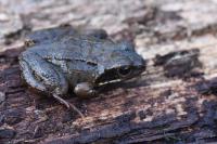Rana temporaria