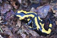 Salamandra salamandra