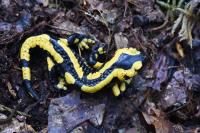 Salamandra salamandra