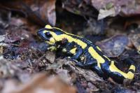 Salamandra salamandra