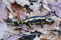 Salamandra salamandra