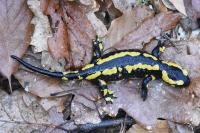 Salamandra salamandra