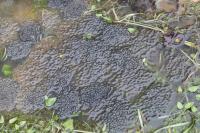 Rana temporaria