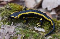 Salamandra salamandra