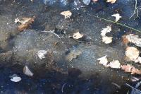 Rana temporaria
